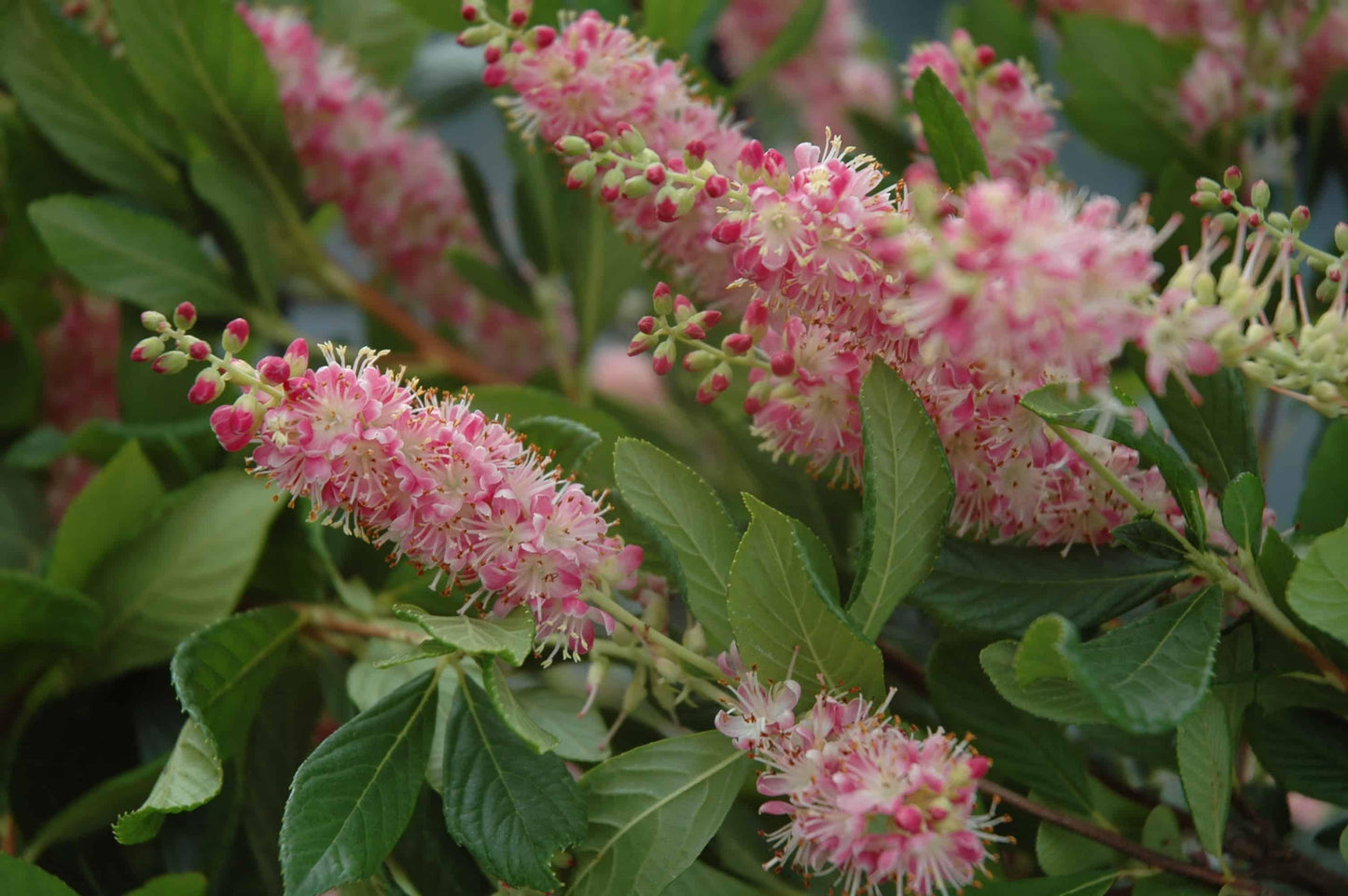 Clethra Alnifolia Ruby Spice - View 9 from www redcrocus com