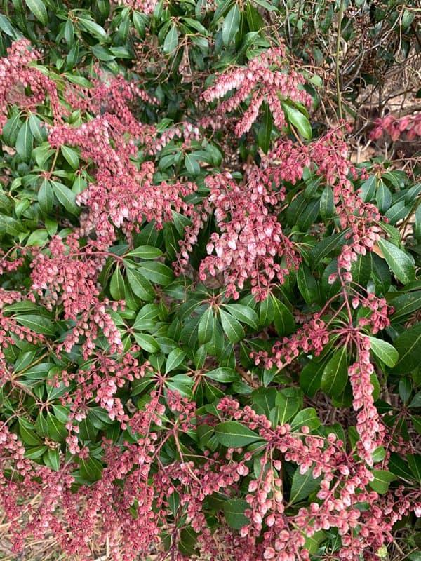 Pieris Japonica Dorothy Wycoff - View 12 from www redcrocus com
