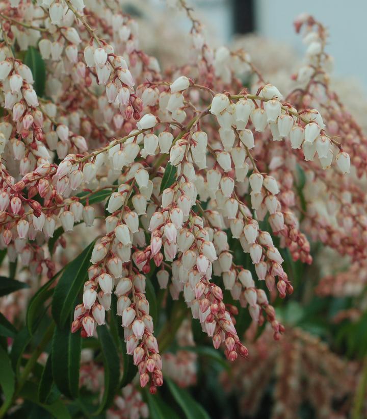 Pieris Japonica Dorothy Wycoff - View 15 from www redcrocus com