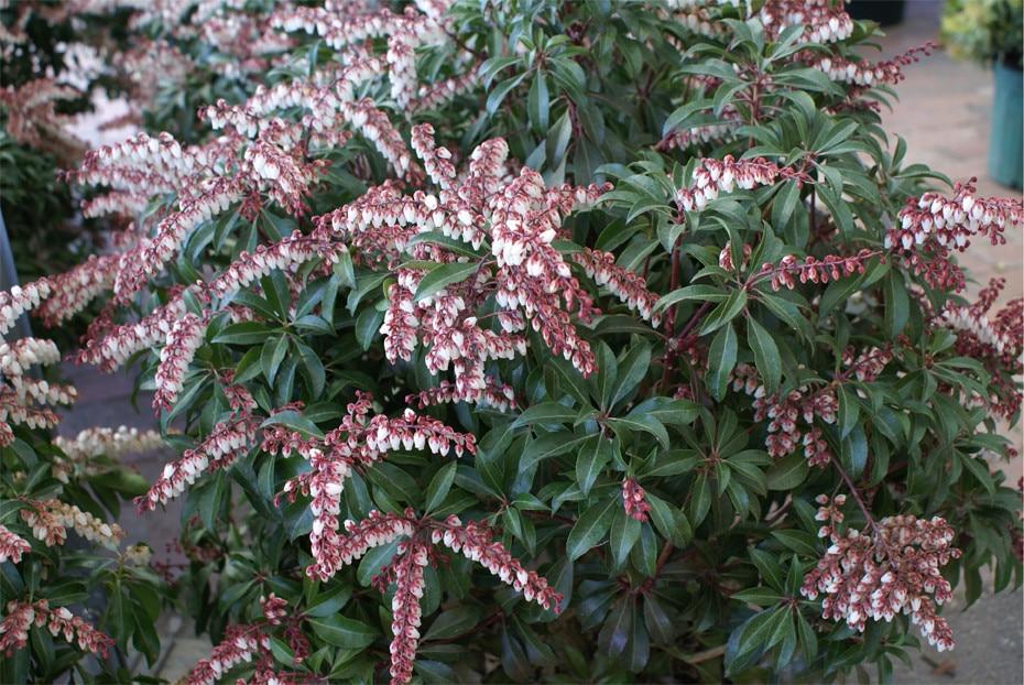 Pieris Japonica Dorothy Wycoff - View 16 from www redcrocus com