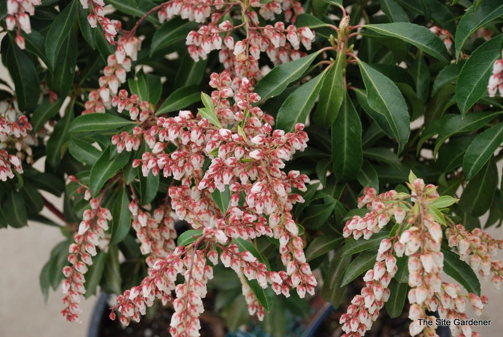 Pieris Japonica Dorothy Wycoff - View 17 from www redcrocus com