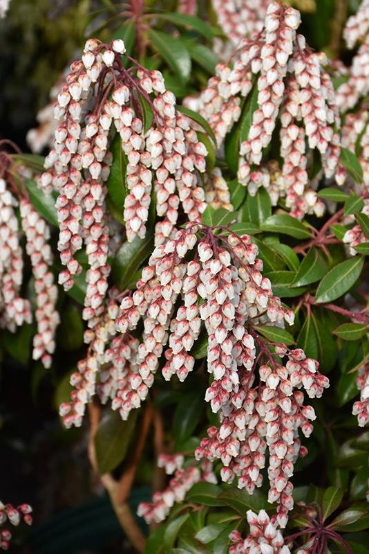 Pieris Japonica Dorothy Wycoff - View 18 from www redcrocus com