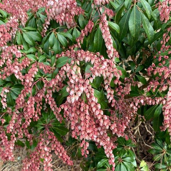Pieris Japonica Dorothy Wycoff - View 19 from www redcrocus com