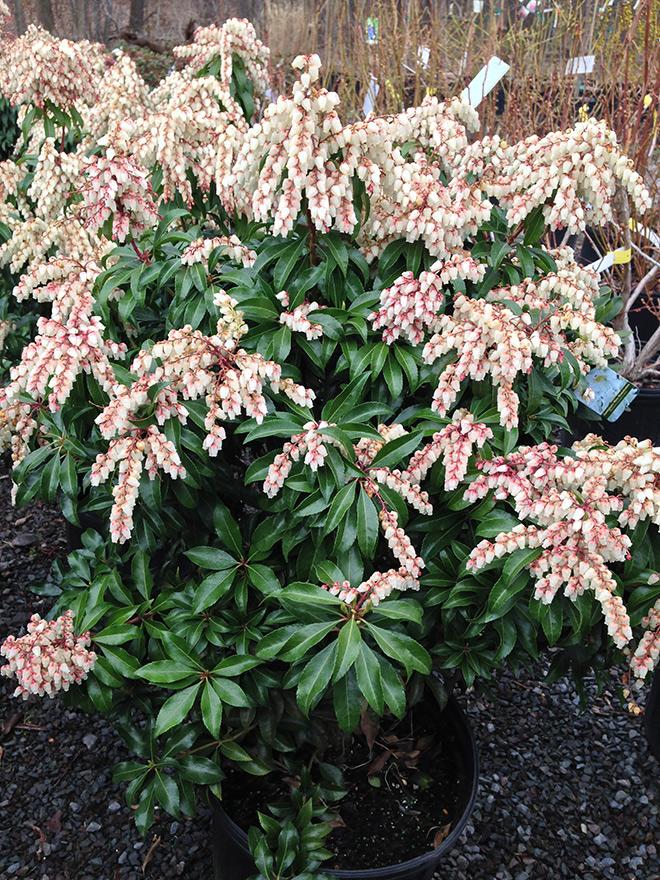 Pieris Japonica Dorothy Wycoff - View 20 from www redcrocus com