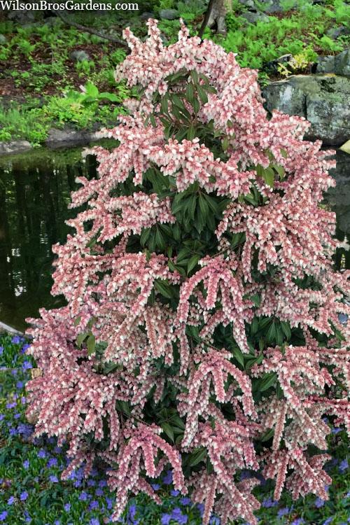 Pieris Japonica Dorothy Wycoff - View 2 from www redcrocus com