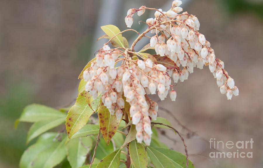 Pieris Japonica Dorothy Wycoff - View 4 from www redcrocus com