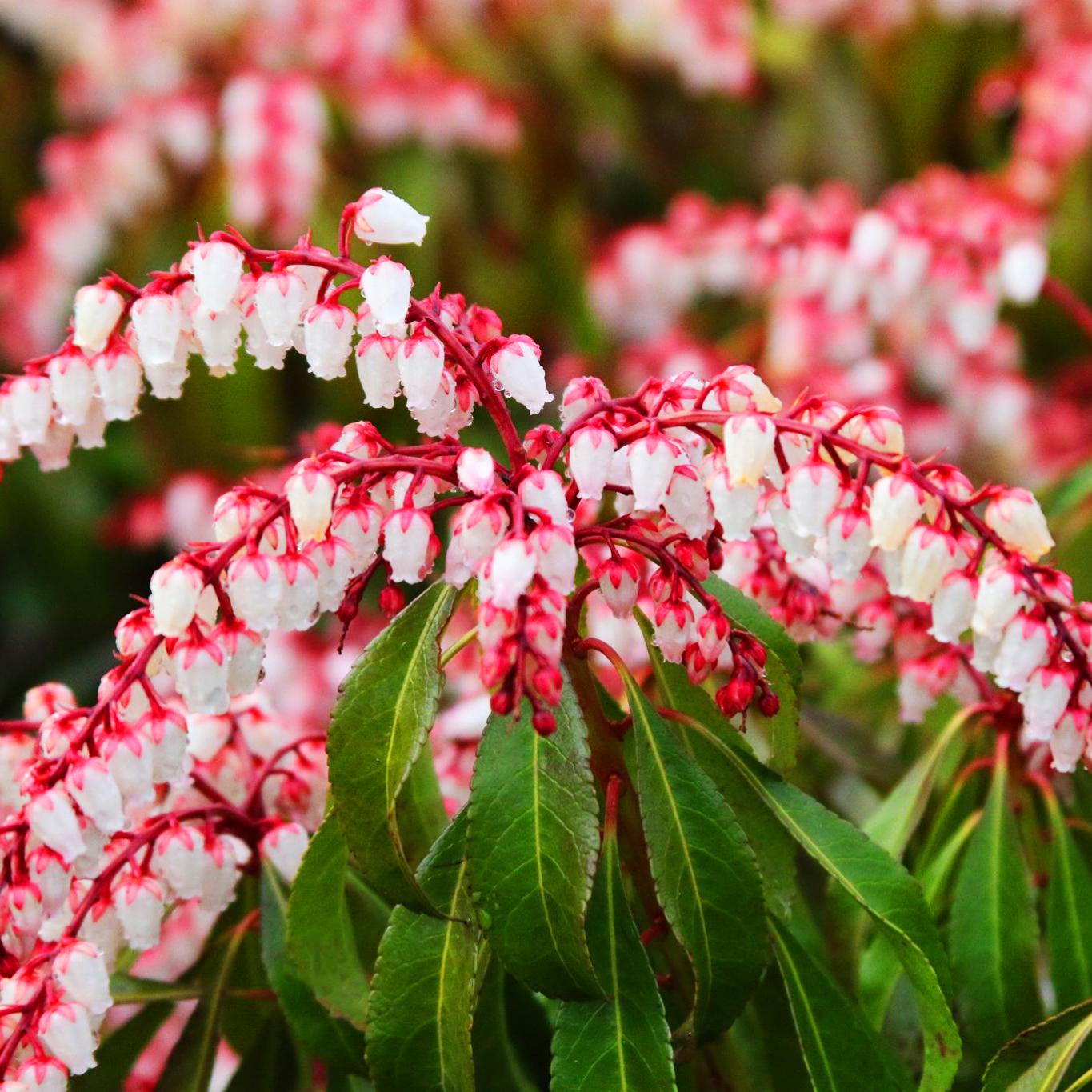 Pieris Japonica Dorothy Wycoff - View 7 from www redcrocus com