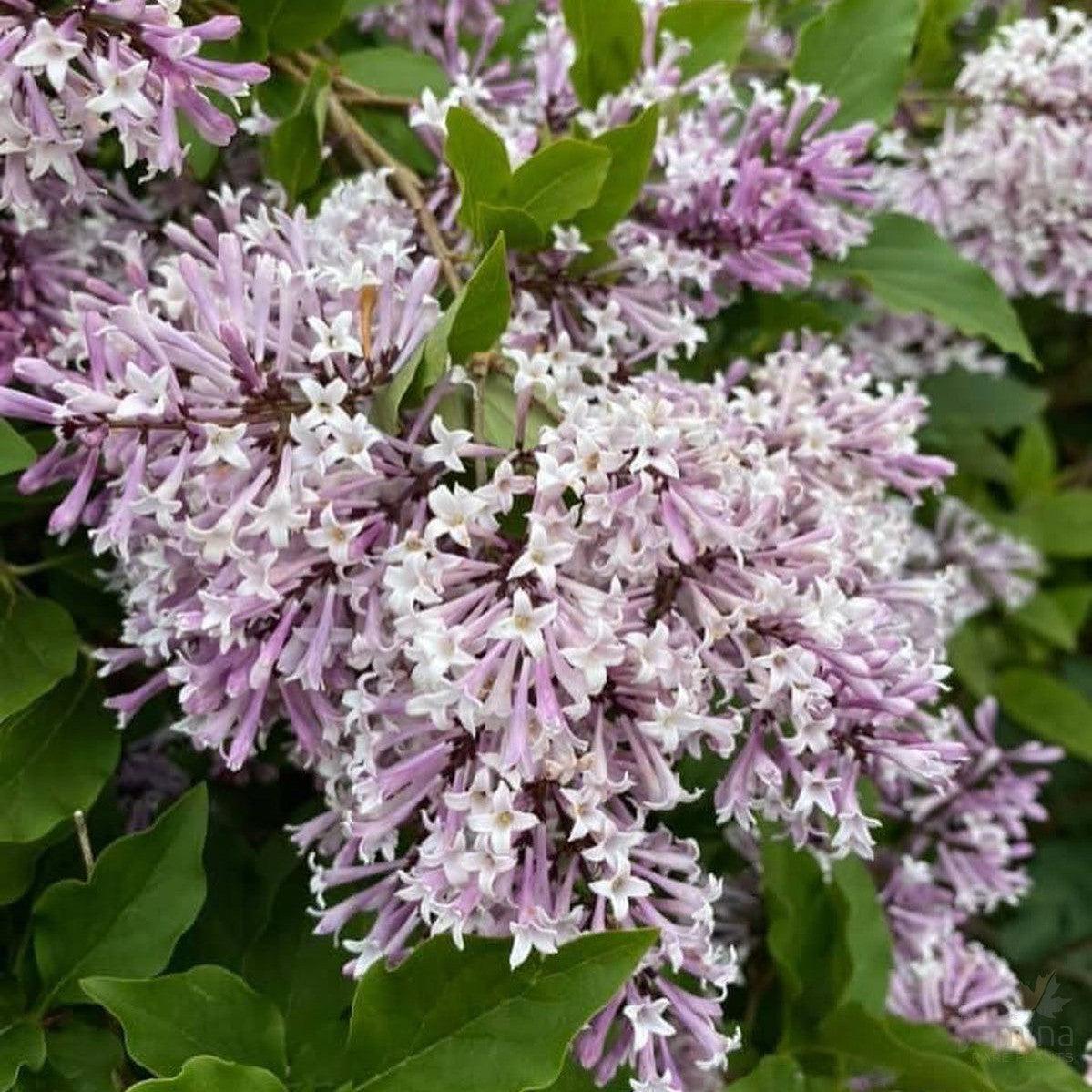 Syringa Patula Miss Kim - View 14 from www redcrocus com