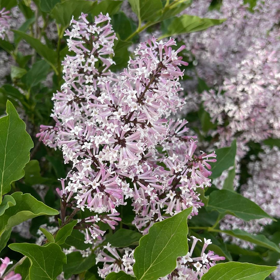 Syringa Patula Miss Kim - View 19 from www redcrocus com
