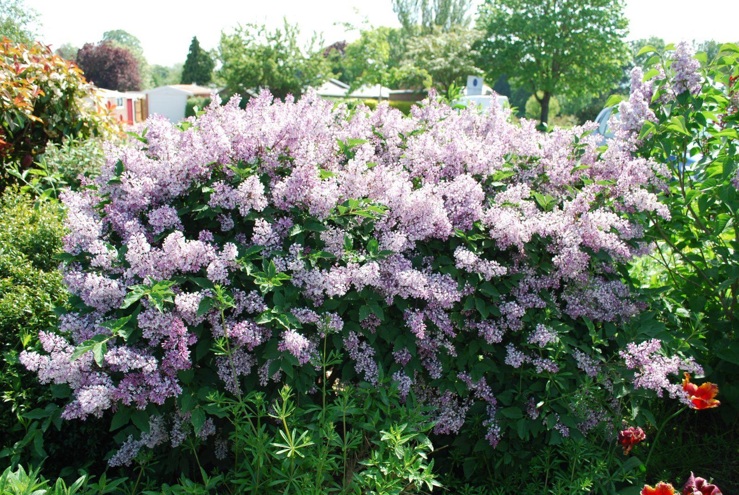 Syringa Patula Miss Kim - View 7 from www redcrocus com