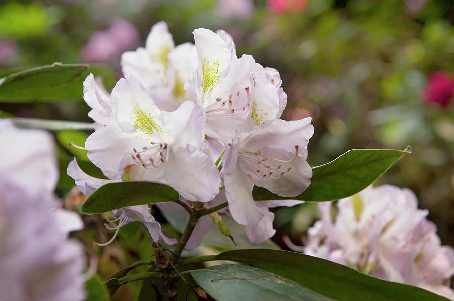 Rhododendron Chionoides - View 12 from www redcrocus com