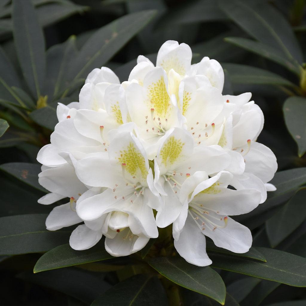 Rhododendron Chionoides - View 17 from www redcrocus com