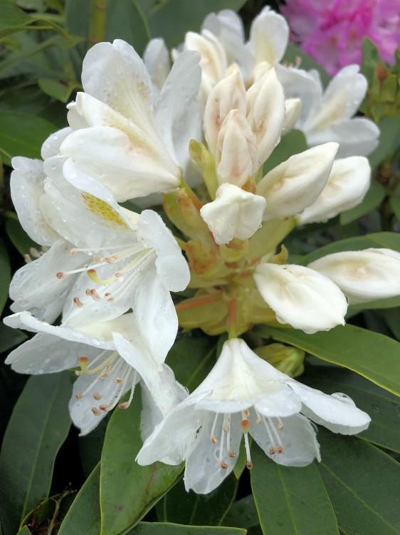 Rhododendron Chionoides - View 18 from www redcrocus com