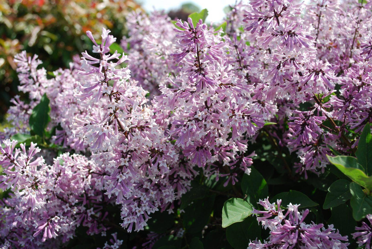 Syringa Patula Miss Kim - View 15 from www redcrocus com