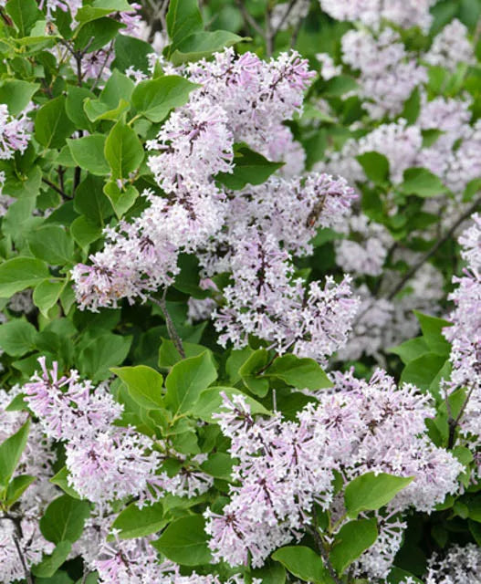 Syringa Patula Miss Kim - View 15 from www redcrocus com