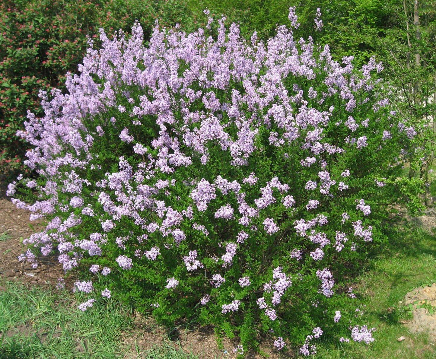 Syringa Patula Miss Kim - View 2 from www redcrocus com