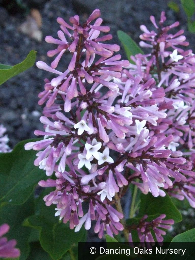 Syringa Patula Miss Kim - View 8 from www redcrocus com
