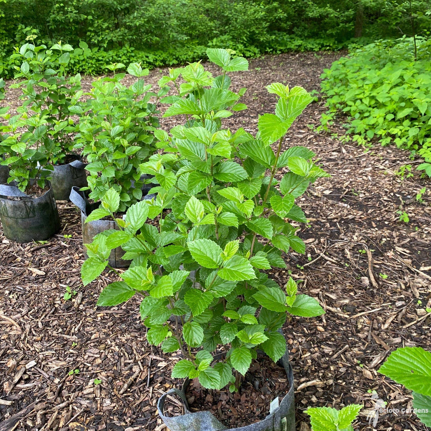 Viburnum Dentatum Chicago Lustre - View 10 from www redcrocus com