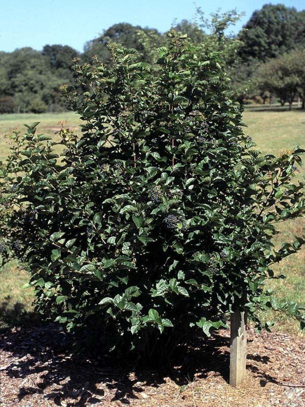 Viburnum Dentatum Chicago Lustre - View 15 from www redcrocus com