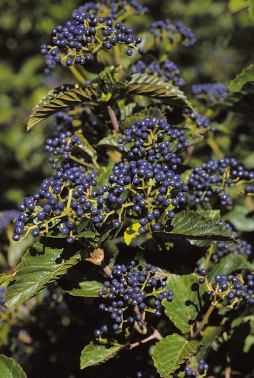 Viburnum Dentatum Chicago Lustre - View 17 from www redcrocus com
