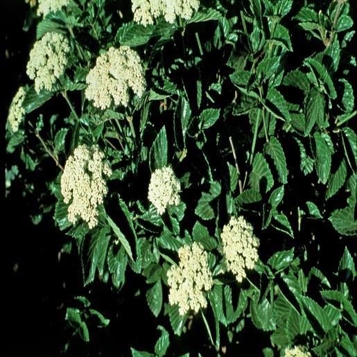 Viburnum Dentatum Chicago Lustre - View 18 from www redcrocus com