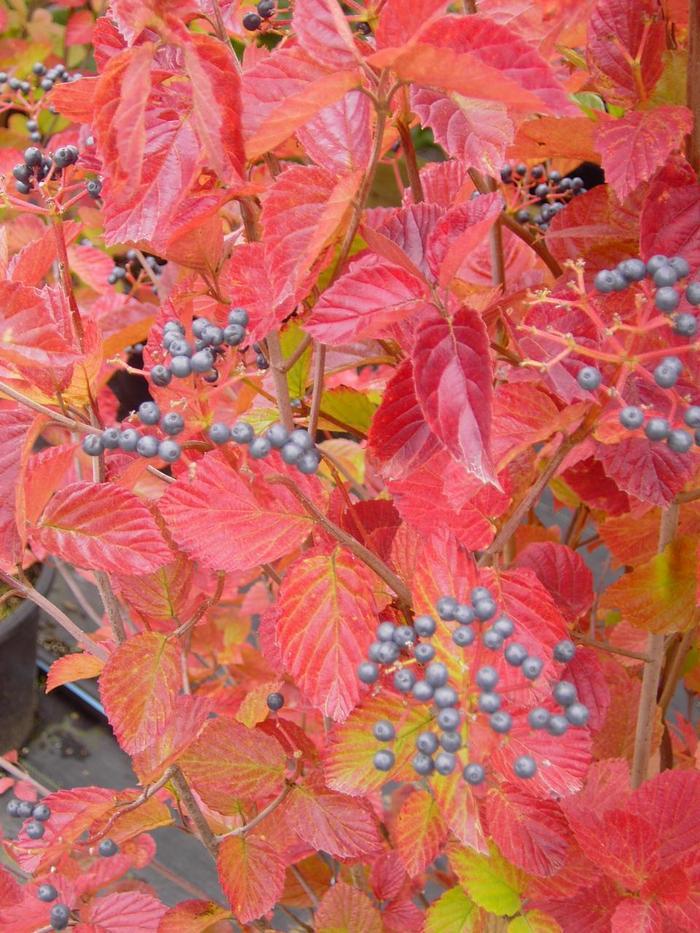 Viburnum Dentatum Chicago Lustre - View 3 from www redcrocus com