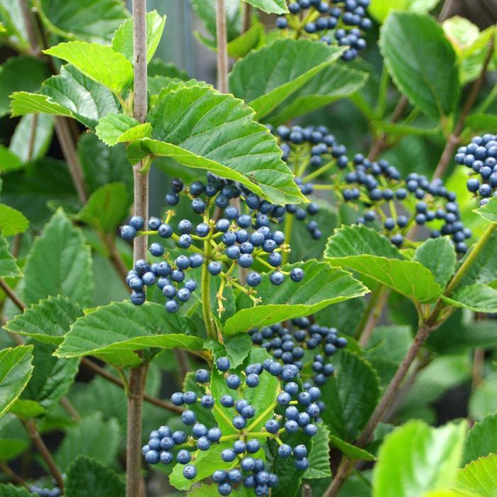 Viburnum Dentatum Chicago Lustre - View 4 from www redcrocus com