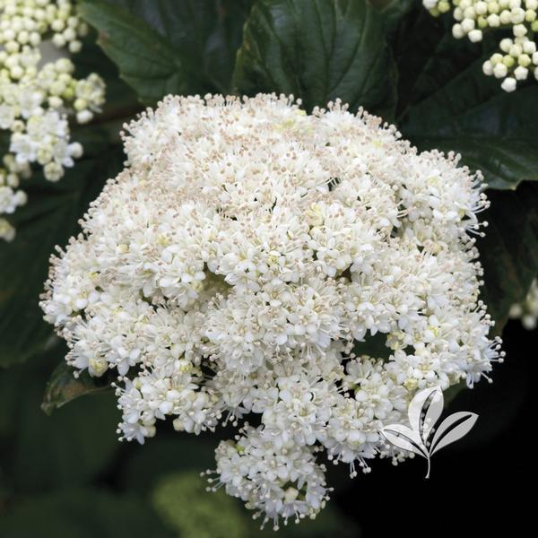 Viburnum Dentatum Chicago Lustre - View 6 from www redcrocus com