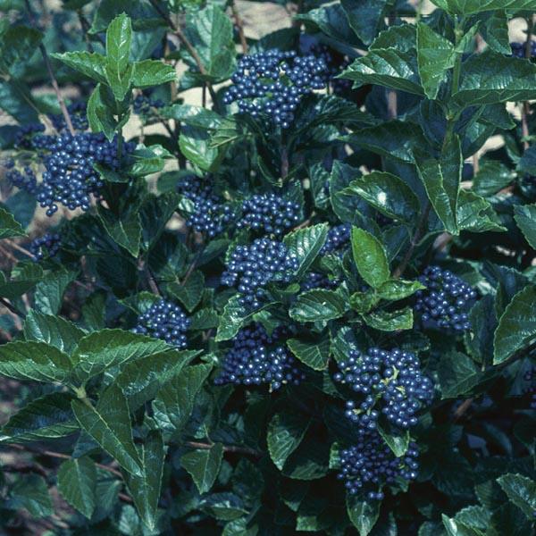 Viburnum Dentatum Chicago Lustre - View 7 from www redcrocus com