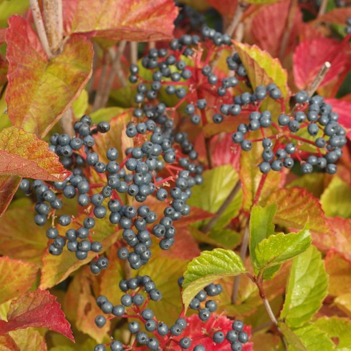 Viburnum Dentatum Chicago Lustre - View 8 from www redcrocus com