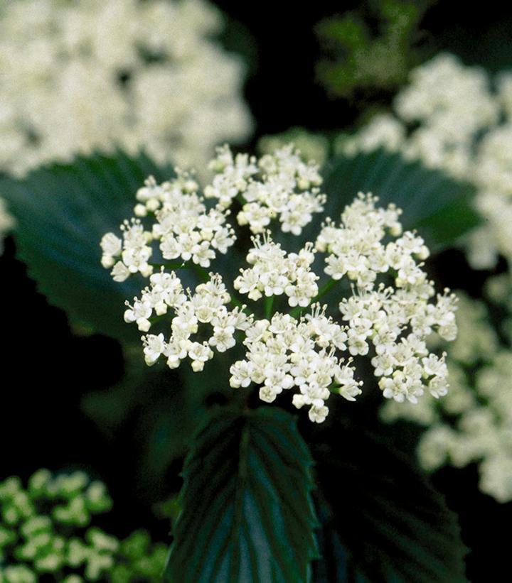 Viburnum Dentatum Chicago Lustre - View 9 from www redcrocus com
