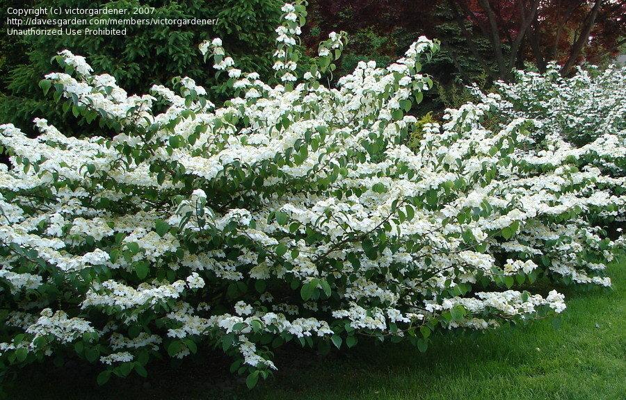 Viburnum Plicatum Var Tomentosum Shasta - View 14 from www redcrocus com