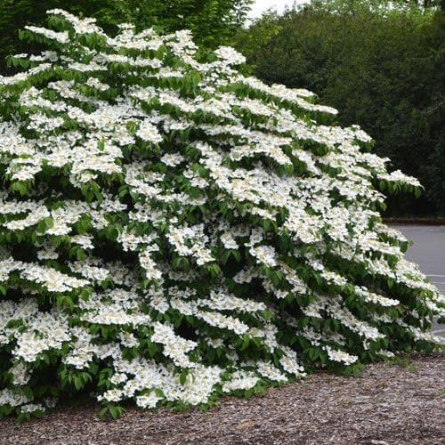 Viburnum Plicatum Var Tomentosum Shasta - View 15 from www redcrocus com