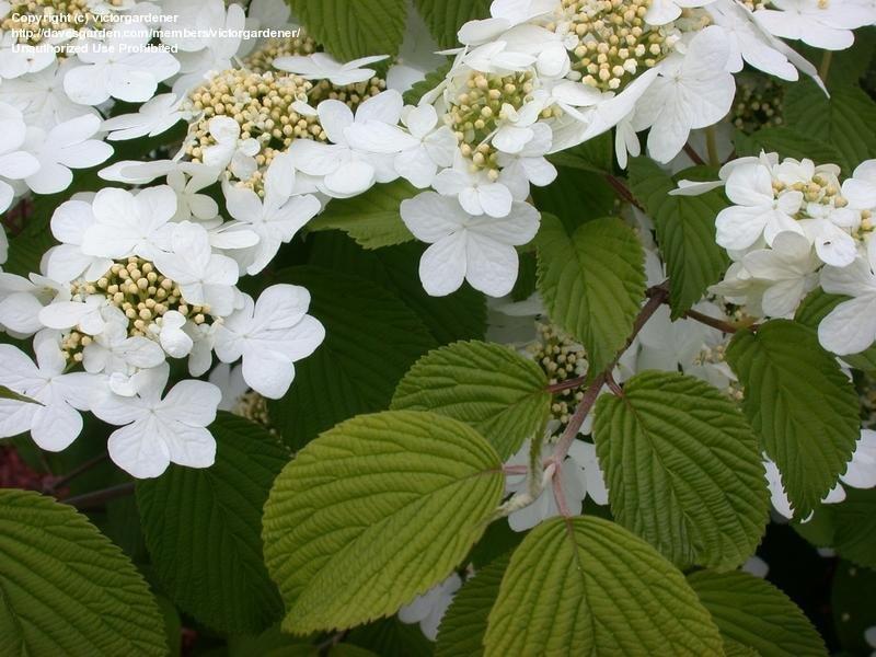 Viburnum Plicatum Var Tomentosum Shasta - View 8 from www redcrocus com