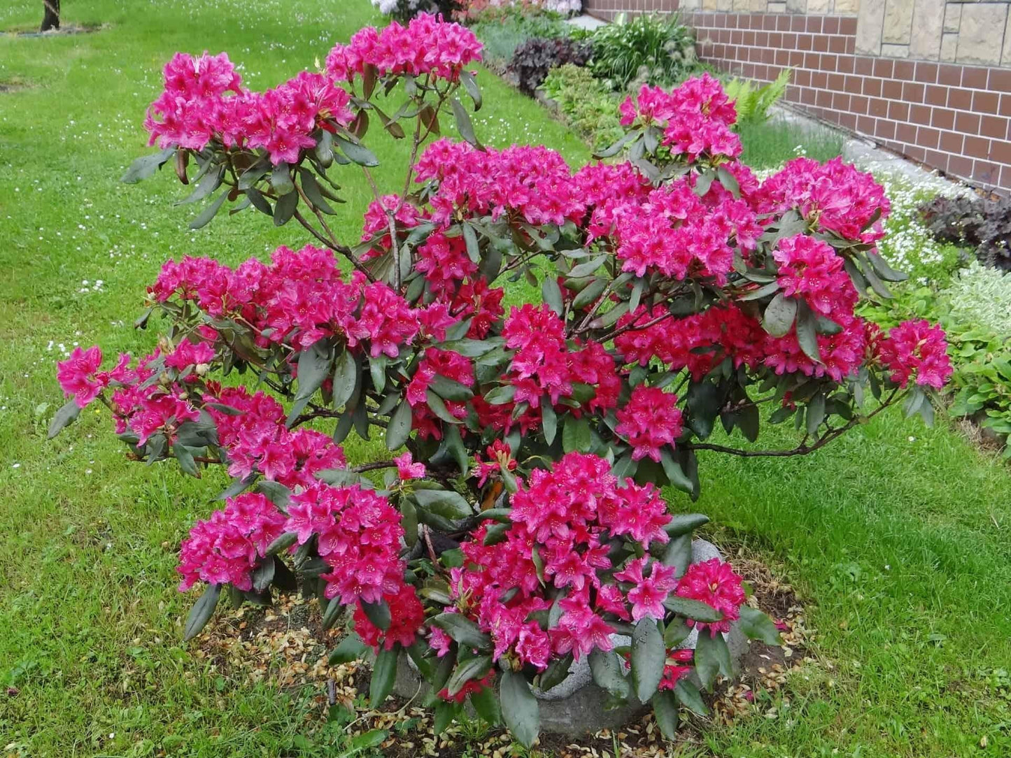 Rhododendron Nova Zembla - View 10 from www redcrocus com