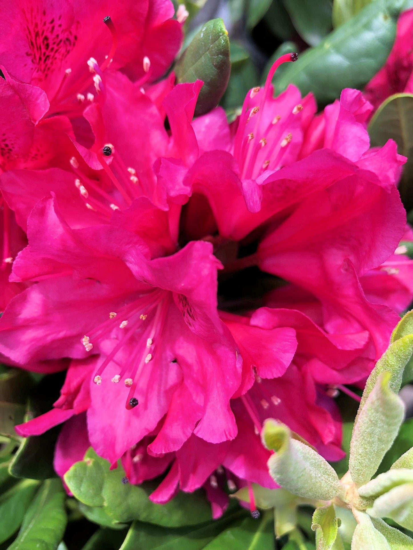 Rhododendron Nova Zembla - View 12 from www redcrocus com
