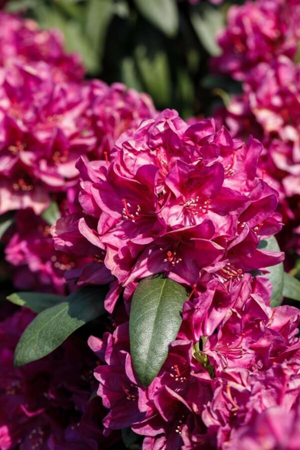 Rhododendron Nova Zembla - View 20 from www redcrocus com