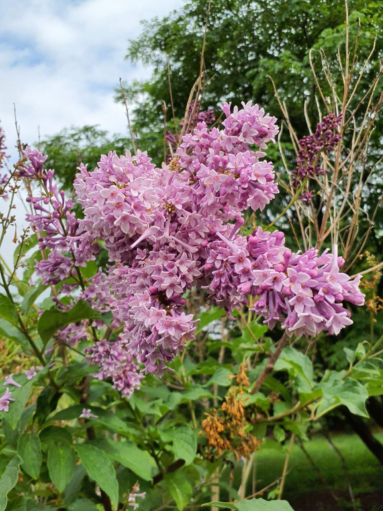 Syringa Prestoniae Donald Wyman - View 14 from www redcrocus com