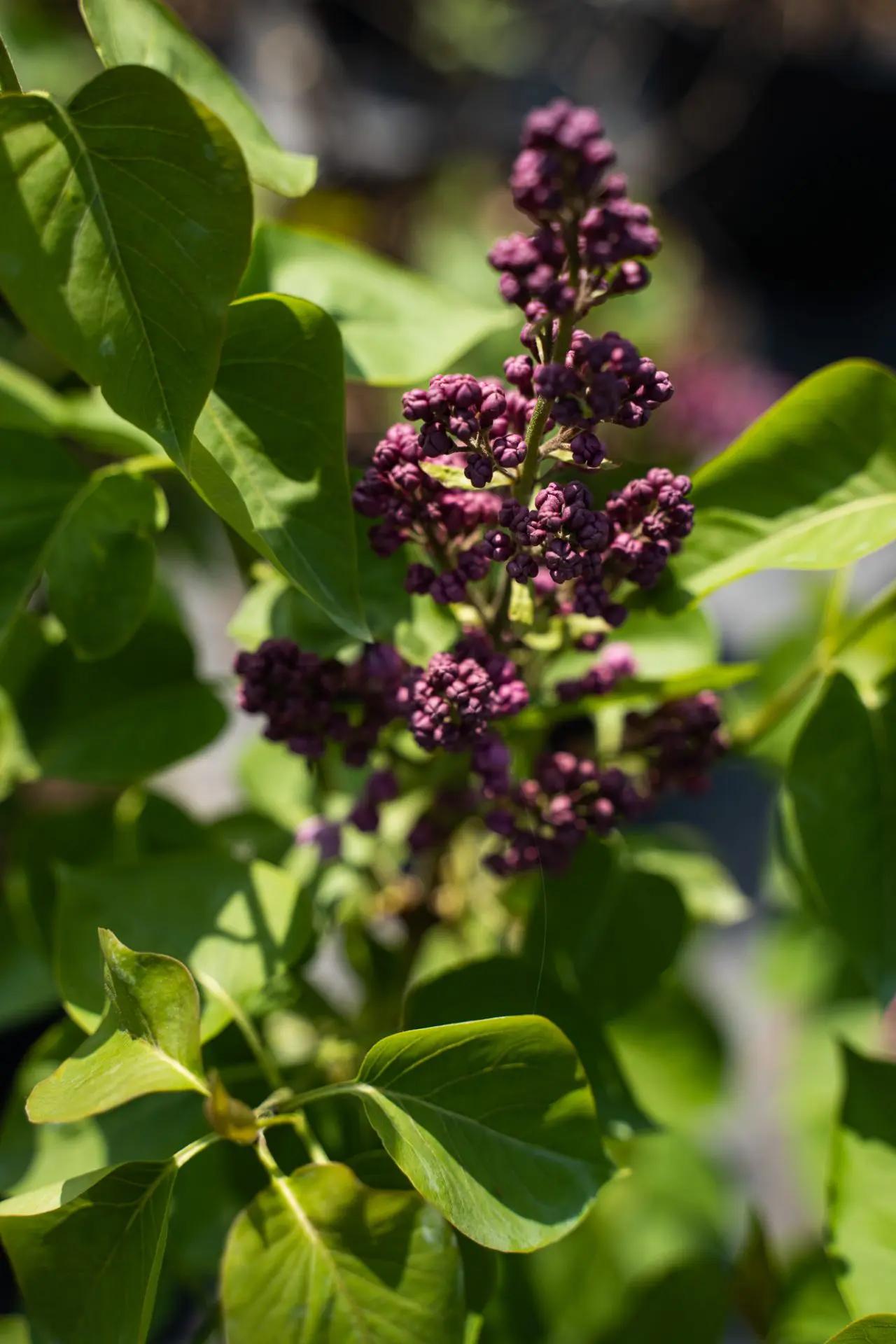 Syringa Prestoniae Donald Wyman - View 18 from www redcrocus com