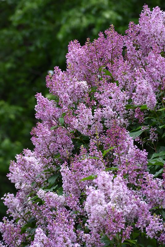 Syringa Prestoniae Donald Wyman - View 3 from www redcrocus com