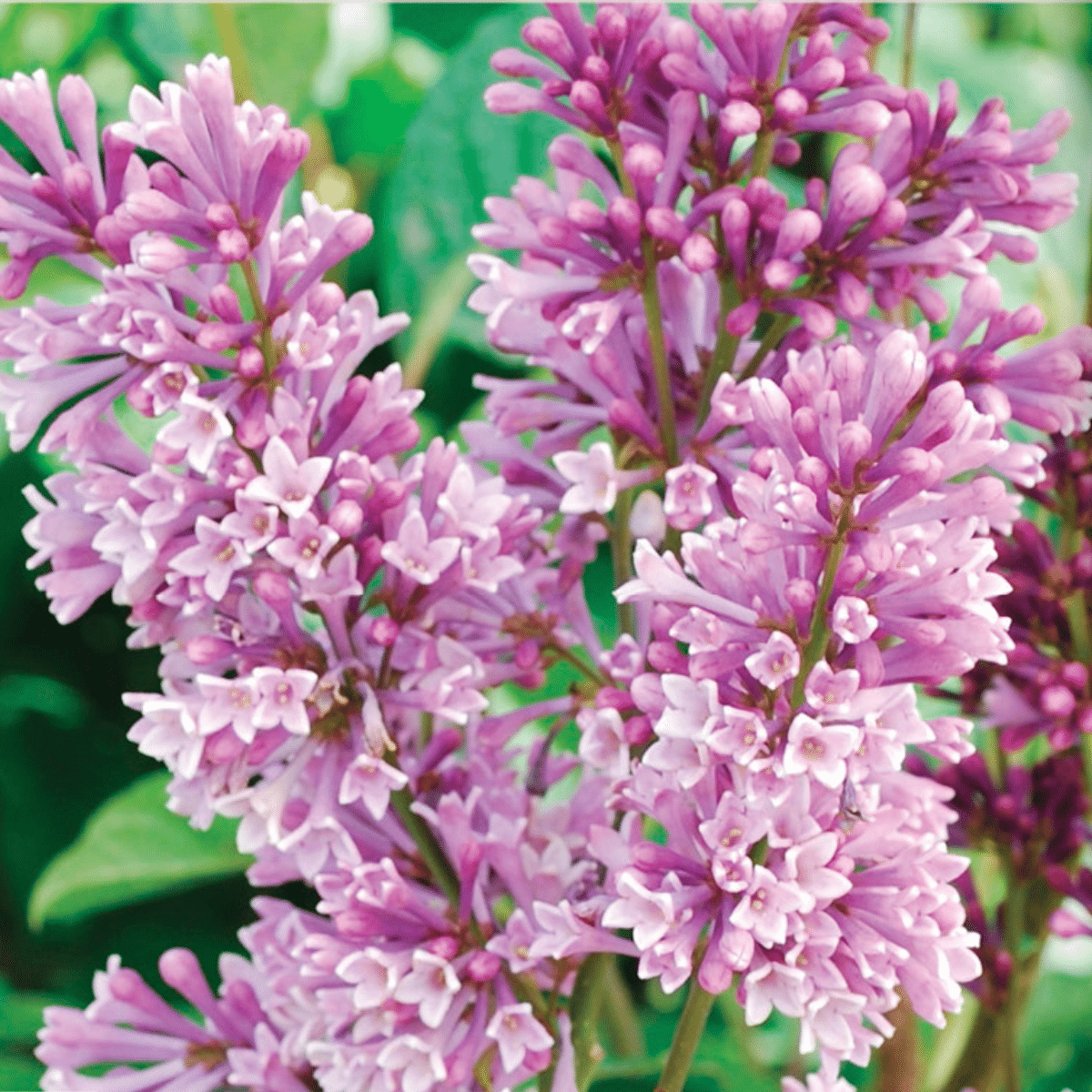 Syringa Prestoniae Donald Wyman - View 4 from www redcrocus com