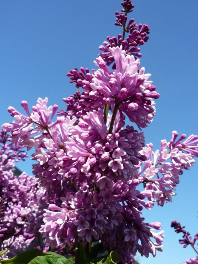 Syringa Prestoniae Donald Wyman - View 8 from www redcrocus com