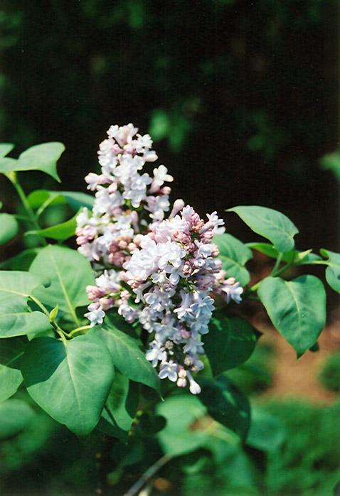 Syringa Vulgaris President Grevy - View 11 from www redcrocus com