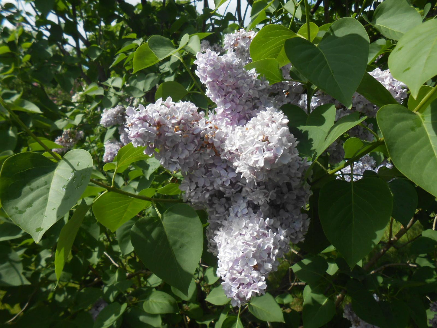 Syringa Vulgaris President Grevy - View 12 from www redcrocus com