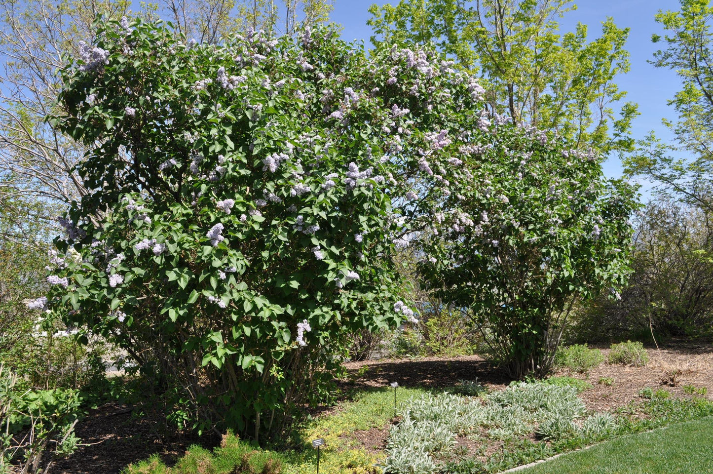 Syringa Vulgaris President Grevy - View 13 from www redcrocus com