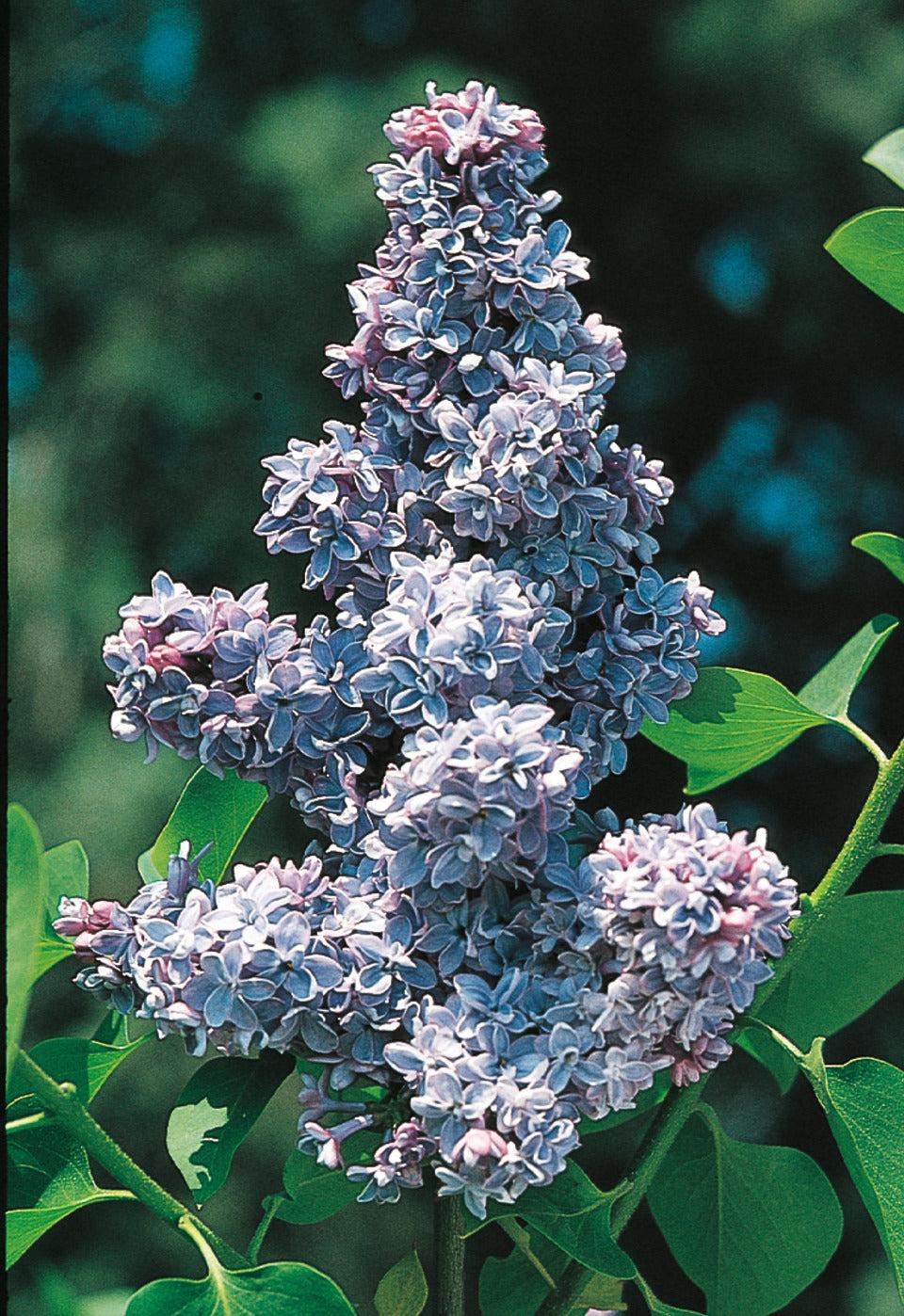 Syringa Vulgaris President Grevy - View 14 from www redcrocus com