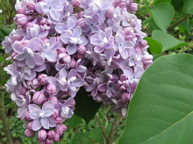 Syringa Vulgaris President Grevy - View 15 from www redcrocus com