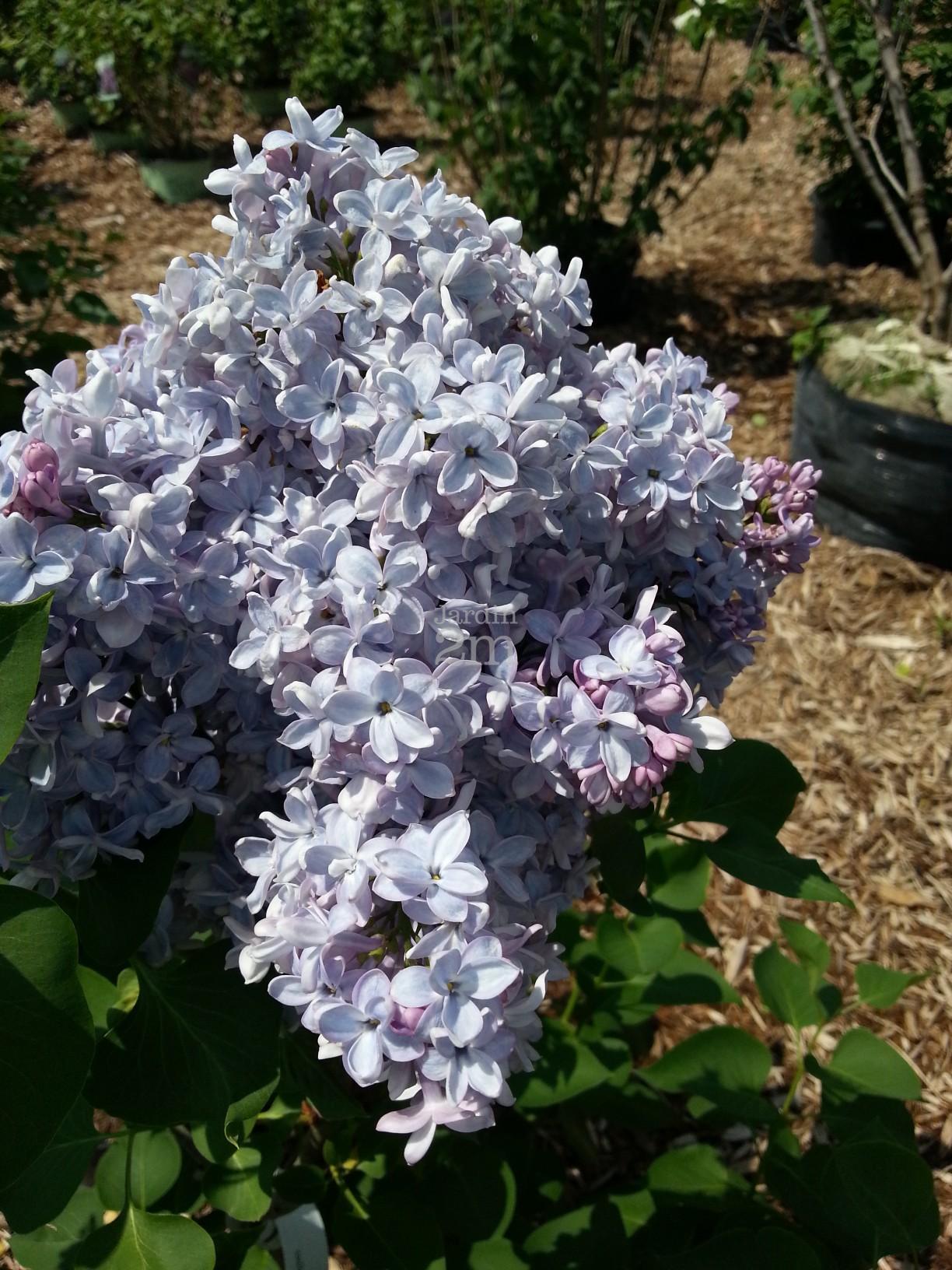 Syringa Vulgaris President Grevy - View 1 from www redcrocus com