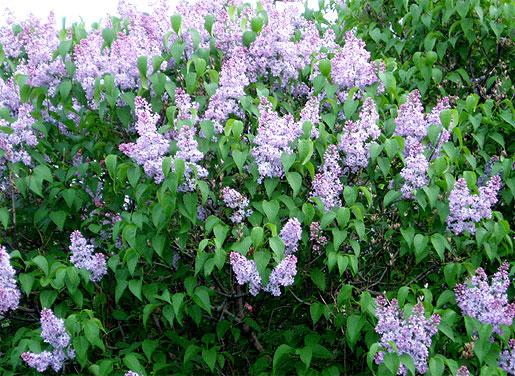 Syringa Vulgaris President Grevy - View 2 from www redcrocus com