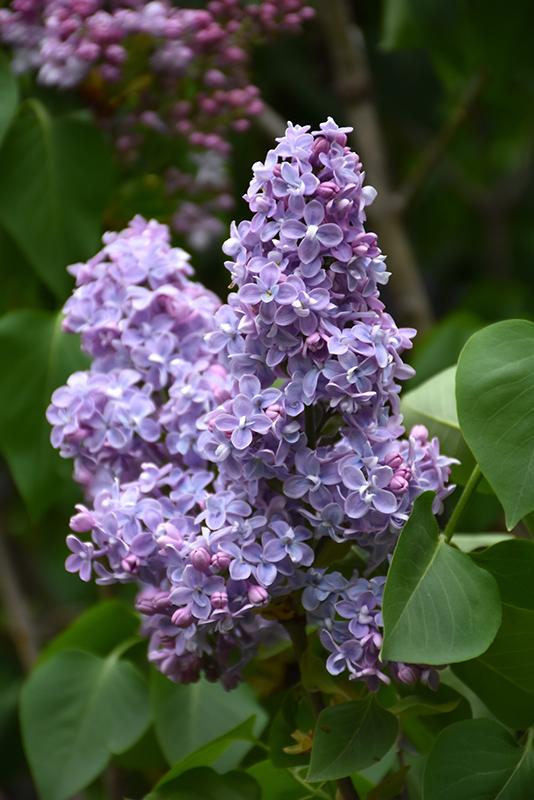 Syringa Vulgaris President Grevy - View 3 from www redcrocus com